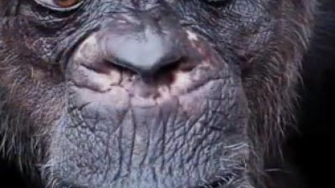 El primate estaba en el santuario de Texas desde el 1998, luego de haber sido trasladado de un laboratorio en Pennsylvania.