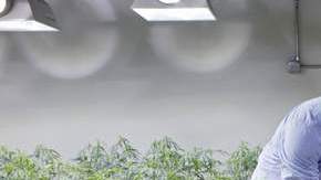 Según  las leyes federales en el año 1996 California se convirtió en el primer estado en legalizar la marihuana con fines medicinales.