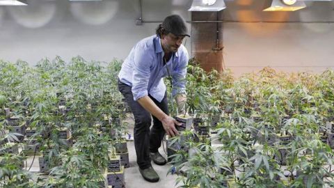 Según  las leyes federales en el año 1996 California se convirtió en el primer estado en legalizar la marihuana con fines medicinales.