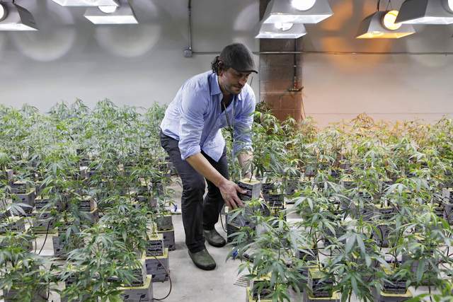 Según  las leyes federales en el año 1996 California se convirtió en el primer estado en legalizar la marihuana con fines medicinales.
