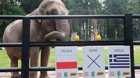 Citta vive en el zoo de Cracovia, Polonia, y pronostica cogiendo una fruta.