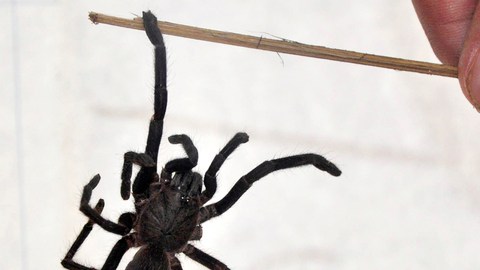 La imagen muestra una nueva especie de araña que fue descubierta en el distrito de  Tinsukia, en Assam, India.
