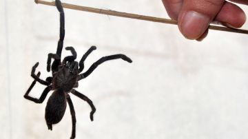 La imagen muestra una nueva especie de araña que fue descubierta en el distrito de  Tinsukia, en Assam, India.