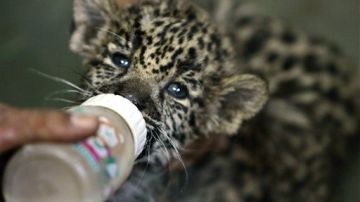 Un cachorro de jaguar de 48 días de nacido.