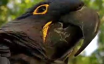 El dueño de las aves,Nick Butkovich,indicó que Bufford y Sam estaban en la verja del patio de su residencia la pasada semana, cuando un hombre salió de una guagua SUV, las agarró y salió huyendo.