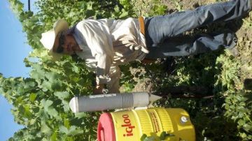 Este valle vinícola padece una fuerte escasez de mano de obra por las redadas de la migra.
