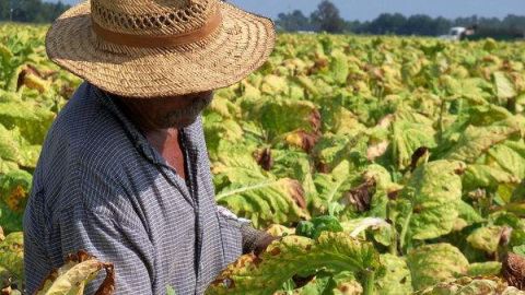 Un campesino se cubre del sol con un sombrero.