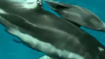 Su madre Piquet se mantiene al cuidado de su bebé y ambos nadan juntos.