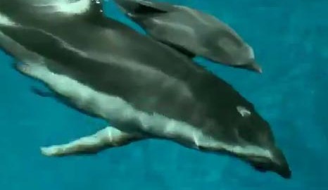 Su madre Piquet se mantiene al cuidado de su bebé y ambos nadan juntos.