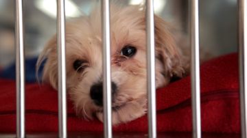 Las mascotas que esperan adopción solo pueden pasar un mes en el refugio; las menos afortunadas terminan sacrificadas.