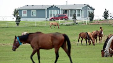 Las autoridades revelaron que Treviño y su esposa necesitarían gastar 200,000 dólares mensuales sólo para alimentar y cuidar a los 425 caballos de su propiedad.