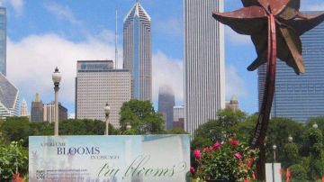 La organización Growing Power cultivará el jardín de espliegos, rosas y violetas que se usarán en el perfume Tru Bloom Chicago.