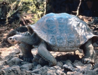 Las tortugas gigantes “Bibi” y “Poldi”  han estado juntas por 115 años.