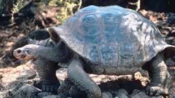 Las tortugas gigantes “Bibi” y “Poldi”  han estado juntas por 115 años.