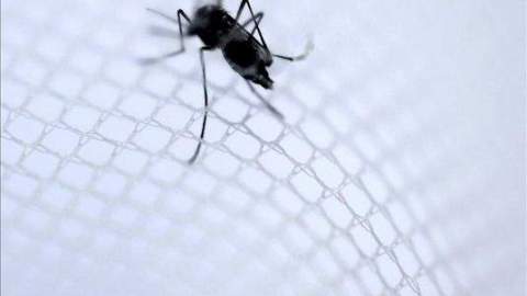 Ejemplar del mosquito Aedes aegypti, trasmisor del dengue.