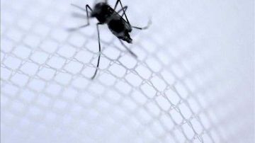 Ejemplar del mosquito Aedes aegypti, trasmisor del dengue.
