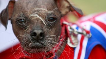 Mugly es el ganador del premio del can más feo.
