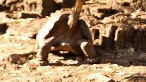 Fotografía de archivo del 28 de julio de 2010, que muestra a la tortuga "Solitario Jorge" en la isla Santa Cruz, en Galápagos.