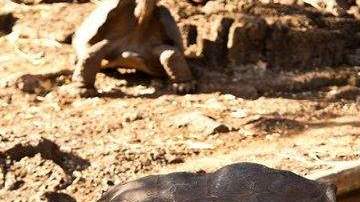 Fotografía de archivo del 28 de julio de 2010, que muestra a la tortuga "Solitario Jorge" en la isla Santa Cruz, en Galápagos.
