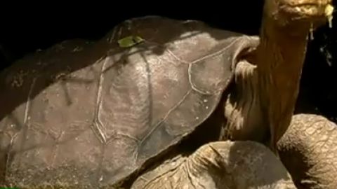 El quelonio fue uno de los animales más famosos y fotografiados del planeta por los turistas y por personajes conocidos, entre ellos la actriz Angelina Jolie y su esposo Brad Pitt, que visitaron las islas Galápagos en abril.