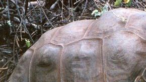 "Solitario Jorge" fue encontrado muerto el domingo en su corral informó la Dirección del Parque Nacional Galápagos.