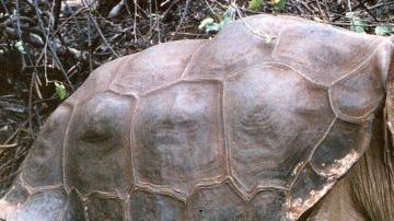 "Solitario Jorge" fue encontrado muerto el domingo en su corral informó la Dirección del Parque Nacional Galápagos.