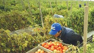 Trabajadores del campo piden derechos.