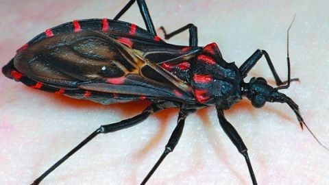 La picadura de una chinche, afecta sobre todo músculos estriados del corazón, del esófago y del intestino grueso.