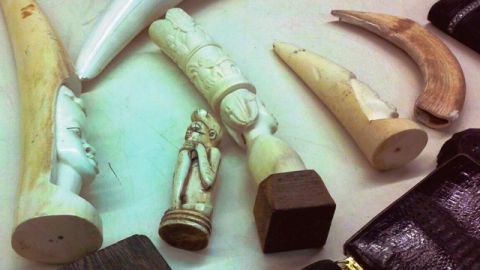 Confiscados: 7 colmillos de marfil, un cuerno de hipopótamo y 7 bolsos hechos con pieles de avestruz y cocodrilo, entre otros.