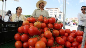 La ofensiva contra el tomate mexicano no es nueva y data de varias décadas, y llegó a ser conocida en algún momento como "la Guerra del Tomate".