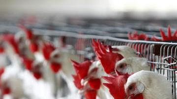 La gripe aviar,, el precio de los alimentos y gasolina han afectado al sector avícola.