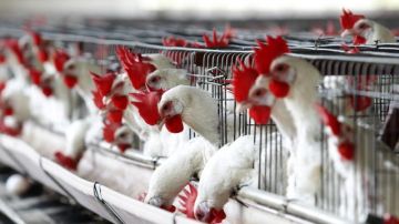La gripe aviar,, el precio de los alimentos y gasolina han afectado al sector avícola.