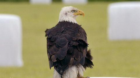 Con su característica cabeza y cola blancas, y su pico amarillo, que contrastan con el oscuro plumaje del resto del cuerpo, este animal es asociado mundialmente a EEUU.