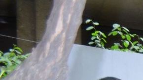 La exposición en el Jane Addams Hull-House Museum estará abierta al público hasta el 29 de julio.