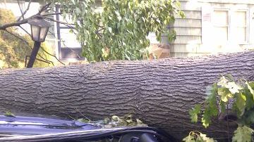 Las tormentas del domingo causaron el derribo de árboles y la destrucción de las líneas eléctricas.