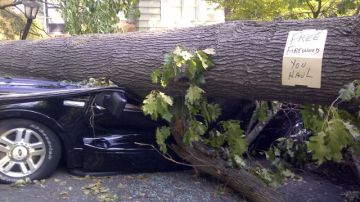 Las tormentas del domingo causaron el derribo de árboles y la destrucción de las líneas eléctricas.