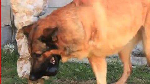 Lucca, una perra militar, perdió su pata en combate.