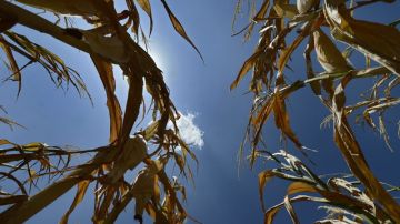 Aspecto de un cultivo de maíz cuando soportaba temperaturas de más de 38 grados Celsius, en un campo en Ponca City, Oklahoma.