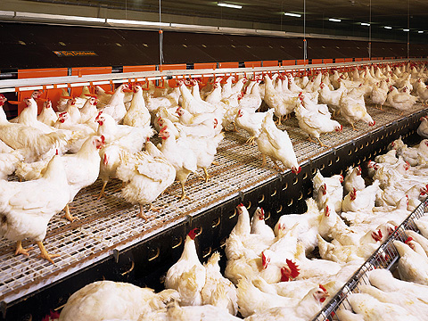 Se tiene aislado ya el virus de la gripe aviar que afecta en Jalisco, México.
