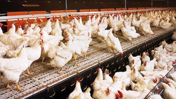 Se tiene aislado ya el virus de la gripe aviar que afecta en Jalisco, México.