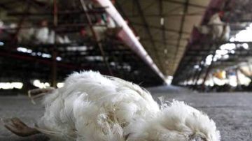 Al menos han muerto 2.5 millones de aves por gripe aviar.