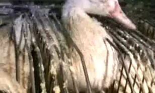 El organismo calcula que en Francia se sacrifican cada año 70 millones de patos para la fabricación de ese célebre alimento.