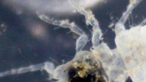 Un pequeño parásito descubierto en el Caribe oriental se llamará Bob Marley.