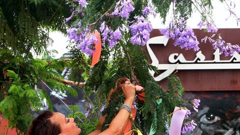 Malissa Strong decora unas  jacarandas en la Plaza del Mariachi con miras al Festival Tanabata, que se celebra hoy.