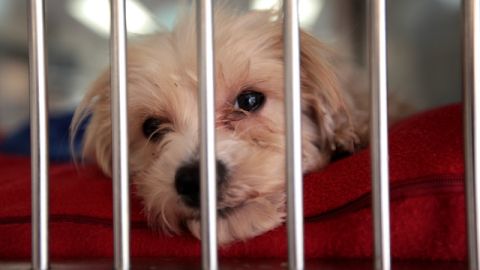Las mascotas que esperan adopción solo pueden pasar un mes en el refugio; las menos afortunadas terminan sacrificadas.