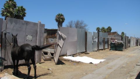 Un último caballo permanecía ayer en el establo de Willowbrook.