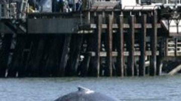 El lomo de una ballena sale a la superficie cerca de un puerto en California durante la migración anual de estos animales hacia Alaska.
