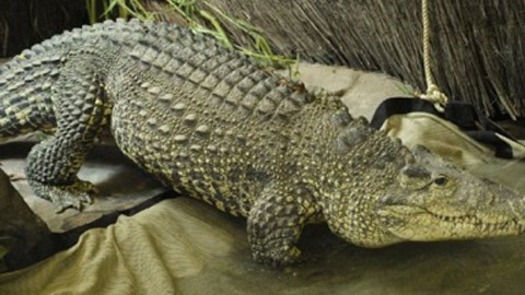 Los cocodrilos cubanos es una especie en peligro de extinción.