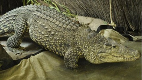 Los cocodrilos cubanos es una especie en peligro de extinción.