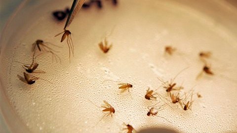 La picadura de estos mosquitos puede causar meningitis o encefalitis.